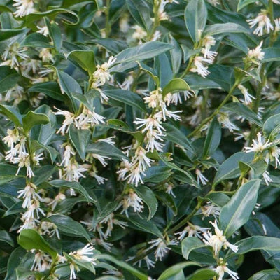 Fleischbeere (Sarcococca ruscifolia 'Dragon Gate')
