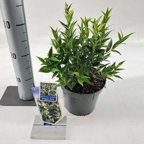 Vleesbes (Sarcococca ruscifolia 'Dragon Gate') - Groenblijvende struiken