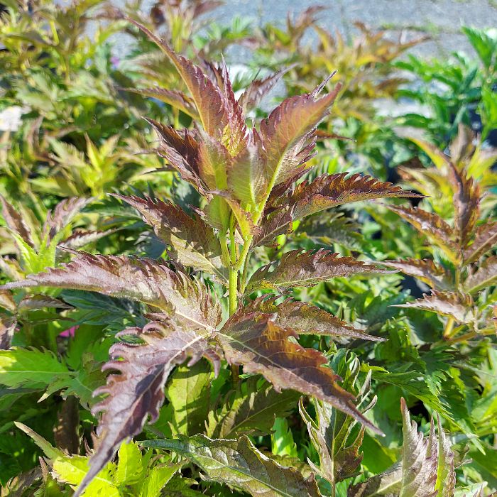 Vlier (Sambucus nigra Serenade'®) - Sträucher