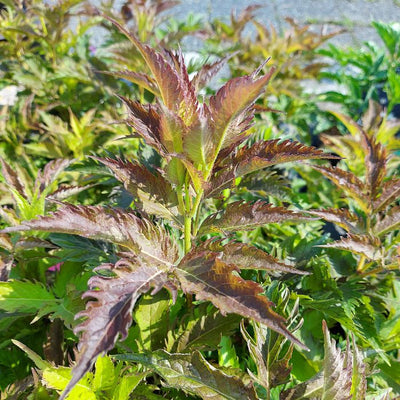 Holunder (Sambucus nigra Serenade'®)