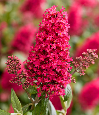 Schmetterlingsstrauch (Buddleja davidii Butterfly Candy® Little Bubbelgum)
