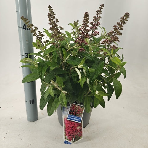 Schmetterlingsstrauch (Buddleja davidii Butterfly Candy® Little Bubbelgum) - Schmetterlingsstrauch