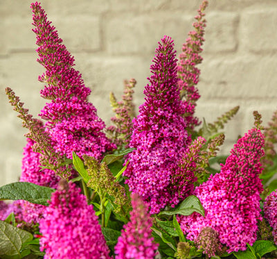 Schmetterlingsstrauch (Buddleja davidii Butterfly Candy® Little Cerise)
