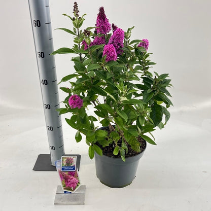 Vlinderstruik (Buddleja davidii Butterfly Candy® Little Cerise) - Schmetterlingsstrauch
