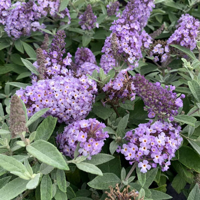 Schmetterlingsstrauch (Buddleja davidii Butterfly Candy® Little Lila)