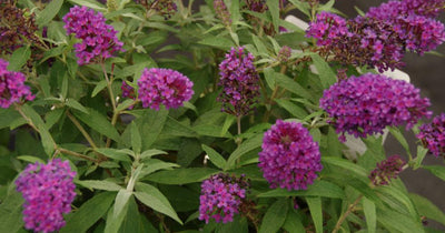 Schmetterlingsstrauch (Buddleja davidii Butterfly Candy® Little Magenta)