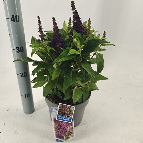 Schmetterlingsstrauch (Buddleja davidii Butterfly Candy® Little Magenta) - Schmetterlingsstrauch