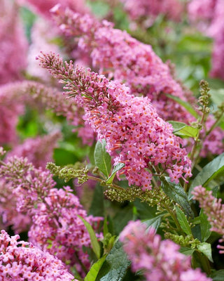 Schmetterlingsstrauch (Buddleja davidii Butterfly Candy® Little Pink)