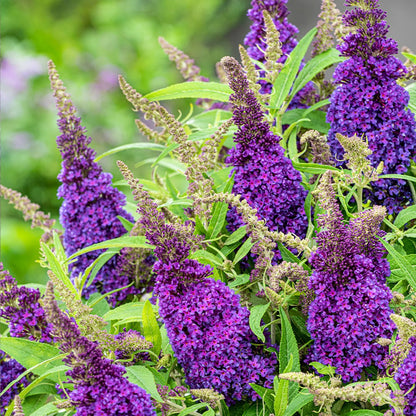 Vlinderstruik (Buddleja davidii Butterfly Candy® Little Purple) - Vlinderstruik