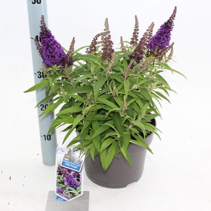 Vlinderstruik (Buddleja davidii Butterfly Candy® Little Purple) - Vlinderstruik