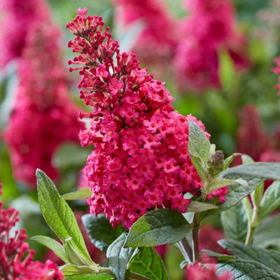 Schmetterlingsstrauch (Buddleja davidii Butterfly Candy® Little Ruby)