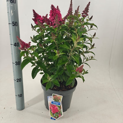 Vlinderstruik (Buddleja davidii Butterfly Candy® Little Ruby) - Schmetterlingsstrauch