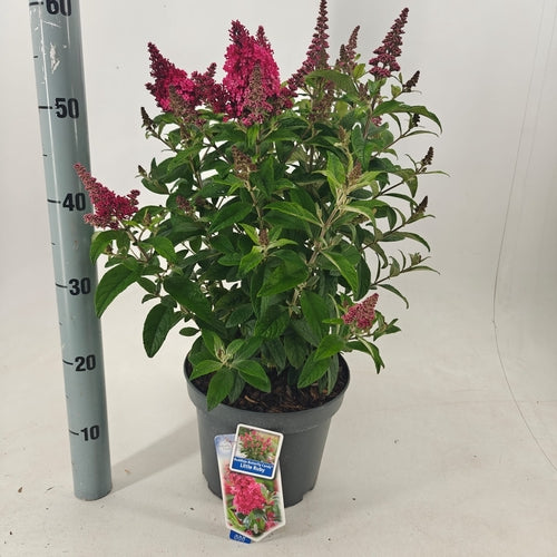 Vlinderstruik (Buddleja davidii Butterfly Candy® Little Ruby) - Schmetterlingsstrauch