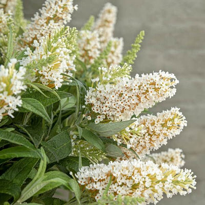 Schmetterlingsstrauch (Buddleja davidii Butterfly Candy® Little White)