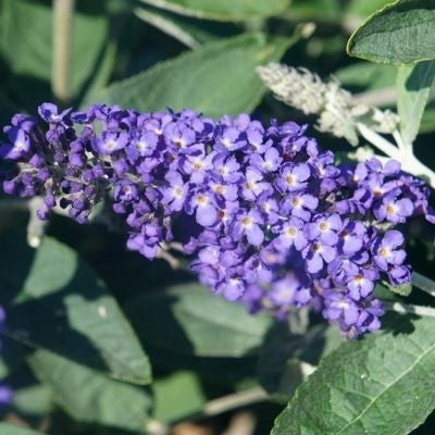 Schmetterlingsstrauch (Buddleja davidii Free Petite© Blue Heaven)