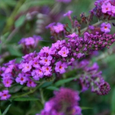 Schmetterlingsstrauch (Buddleja davidii Free Petite© Dunkelrosa)