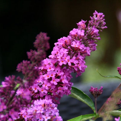 Schmetterlingsstrauch (Buddleja davidii Free Petite© Tutti Fruitti)