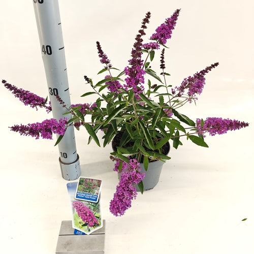 Vlinderstruik (Buddleja davidii Free Petite© Tutti Fruitti) - Vlinderstruik
