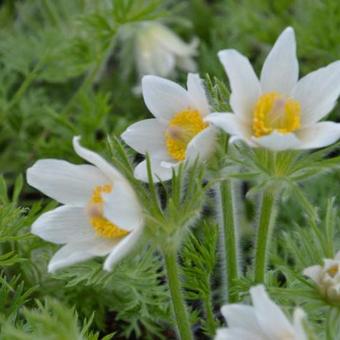 Wildemanskruid (Pulsatilla vulgaris 'Alba') - Gartenpflanzen