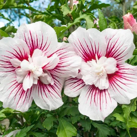 Altheastruik (Hibiscus syriacus 'China Chiffon') - Hibiscus