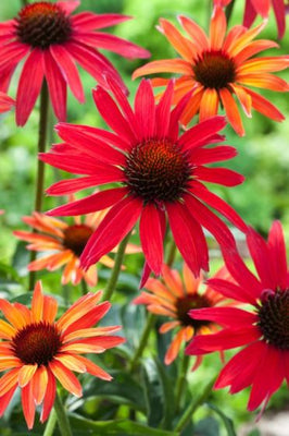 Sonnenhut (Echinacea 'Hot Summer')