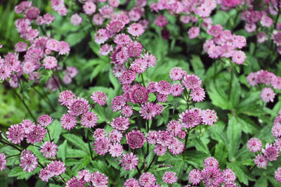 Zeeland-Knopf (Astrantia major 'Roma')