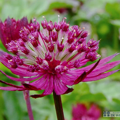 Zeeland-Knopf (Astrantia major 'Lars')