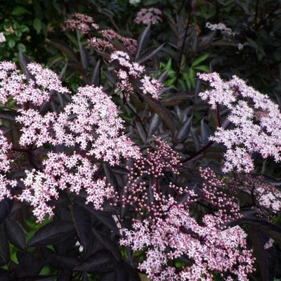 Schwarzer Holunder (Sambucus nigra Black Beauty)