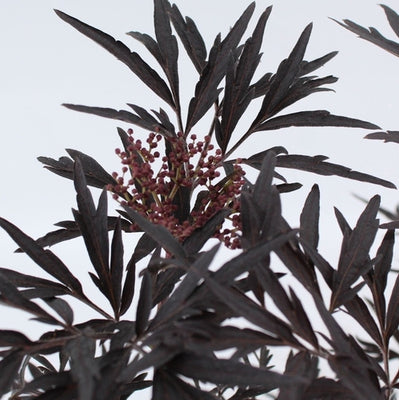 Schwarzer Holunder (Sambucus nigra Black Lace)