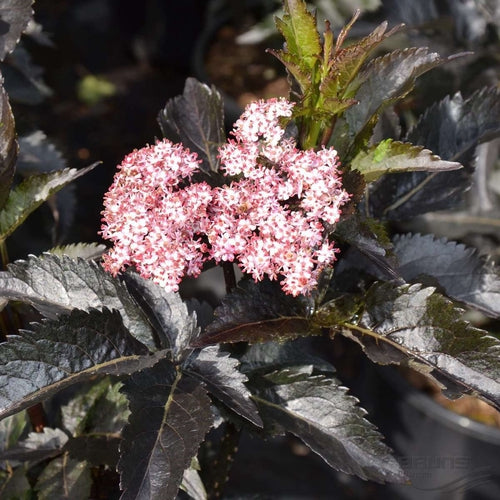 Zwarte vlier (Sambucus nigra Black Tower) - Heesters