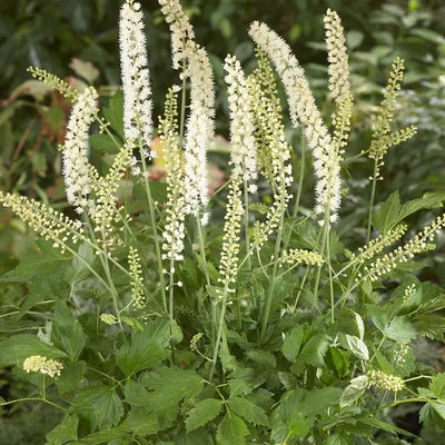 Schwarzer Hahnenfuß (Actaea simplex 'White Pearl' (cimicifuga))