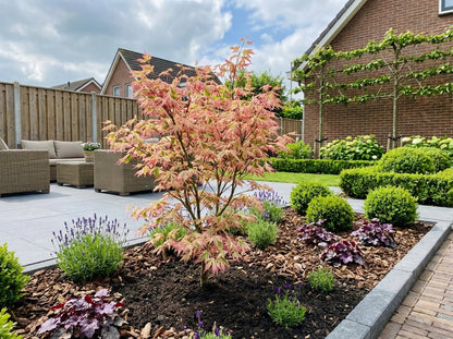 Japanse Esdoorn (Acer palmatum 'Iyoshi') - Japanse Esdoorn