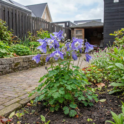 Akelei (Aquilegia flabellata 'Ministar') - Tuinplanten