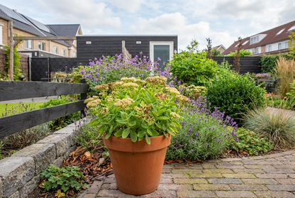 Fetthenne (Sedum selskianum)