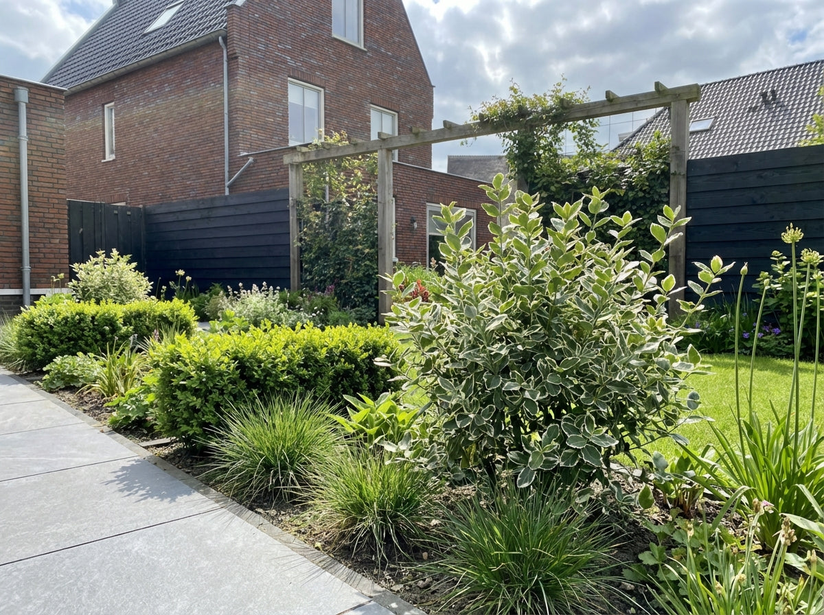 Kardinalshaube (Euonymus fortunei 'Emerald Gaiety')