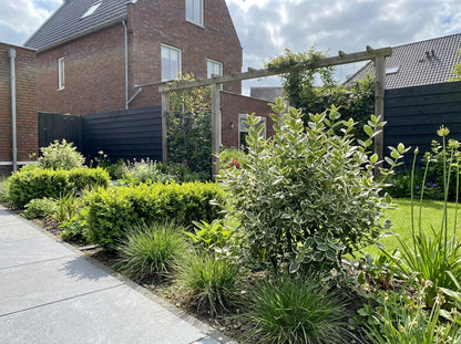 Kardinalshaube (Euonymus fortunei 'Emerald Gaiety')