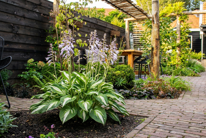 Herzlilie (Hosta 'Undulata Mediovariegata')