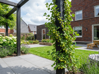 Klimplant Ribes uva-crispa Invicta (kruisbes) - Klimplanten