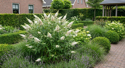 Schmetterlingsstrauch (Buddleja davidii Butterfly Candy® Little White)