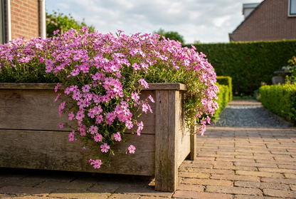 Kriechender Phlox (Phlox (S) 'Zwergenteppich)