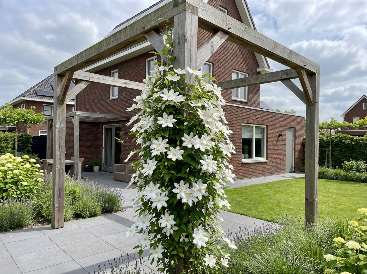 Klimplant Clematis So Many® White Flowers PBR (Bosrank) - Klimplanten