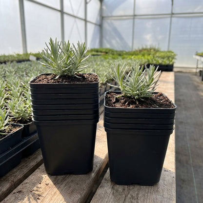 Kweekpot zwart - 11x11x12cm - Kweekbenodigdheden