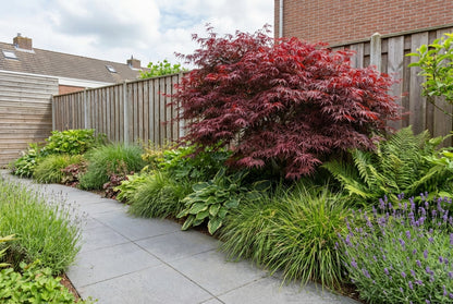 Japanse Esdoorn (Acer palmatum Royal Garnet ) - Japanse Esdoorn