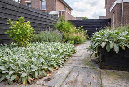 Ezelsoor (Stachys byzantina 'Silver Carpet') - Tuinplanten