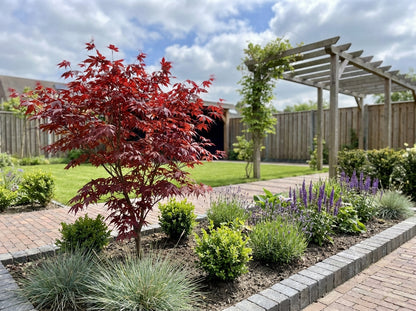 Japanse Esdoorn (Acer palmatum 'Red Emperor') - Japanse Esdoorn