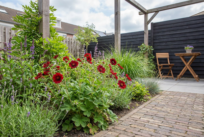 Ganzerik (Potentilla atrosanguinea) - Tuinplanten