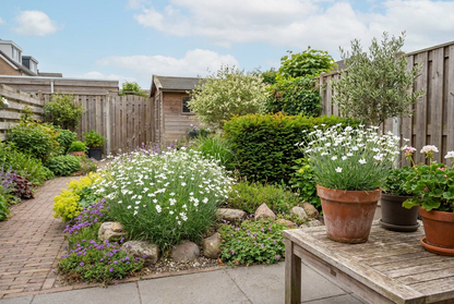 Steinnelke (Dianthus deltoides 'Albiflorus')
