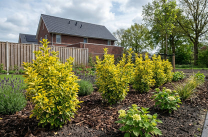 Kardinalshaube (Euonymus fortunei 'Emerald 'n Gold')