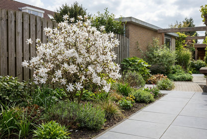 Stermagnolia als struik (Magnolia 'Grandiflora') - Groenblijvende struiken