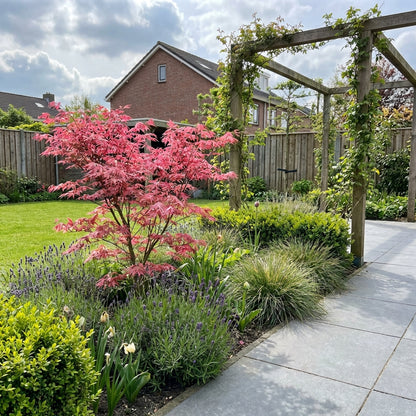 Japanse Esdoorn (Acer palmatum 'Phoenix') - Japanse Esdoorn